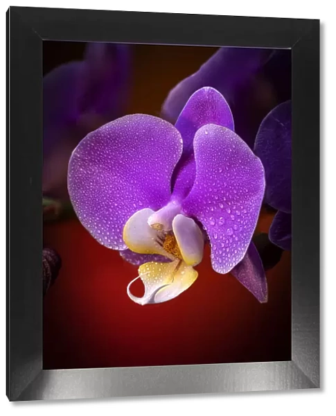 USA, Colorado, Fort Collins. Phalaenopsis orchid close-up
