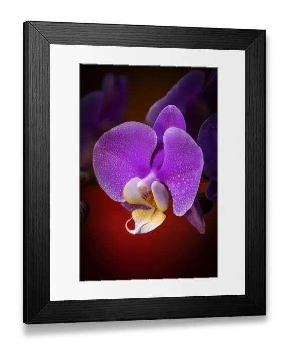 Framed Print : USA, Colorado, Fort Collins. Phalaenopsis orchid close-up Framed Print : USA, Colorado, Fort Collins. Phalaenopsis orchid close-up