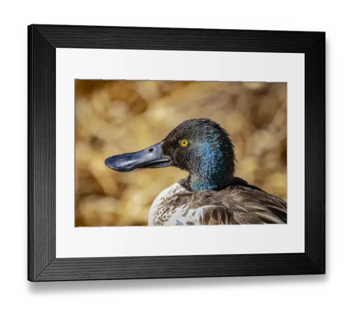Framed Print : USA, Colorado, Ft. Collins. Adult male northern shoveler duck close-up