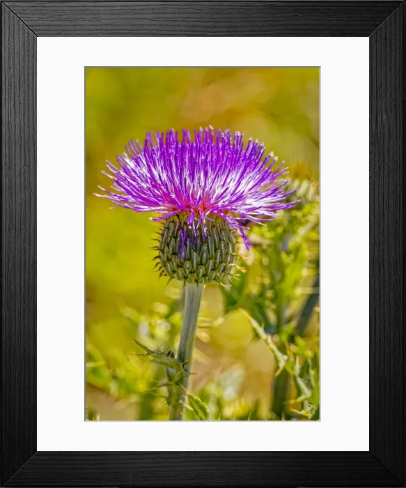 Framed Print : USA, Colorado, La Junta. Bull thistle close-up Framed Print : USA, Colorado, La Junta. Bull thistle close-up
