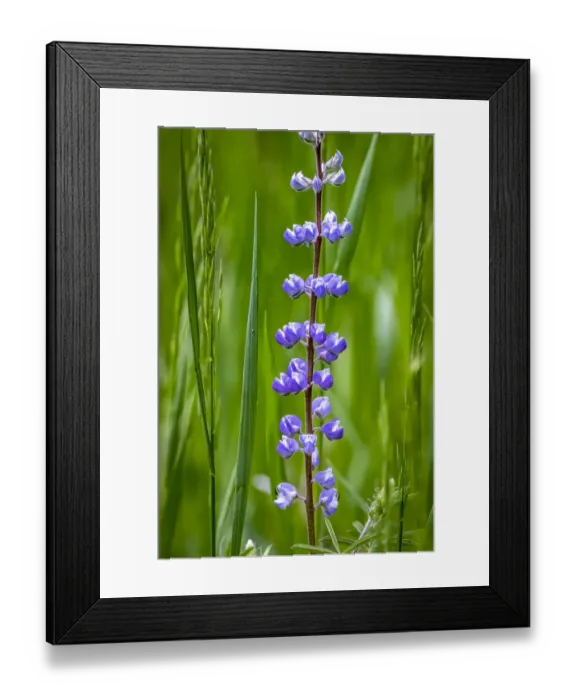 Framed Print : USA, Colorado, Ft. Collins. Wild dwarf lupine flowers Framed Print : USA, Colorado, Ft. Collins. Wild dwarf lupine flowers
