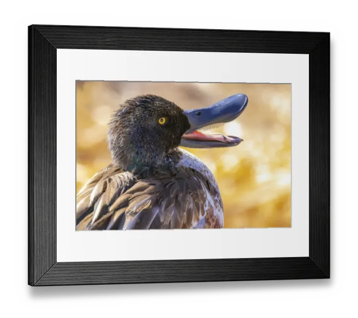 Framed Print : USA, Colorado, Ft. Collins. Adult male northern shoveler duck close-up