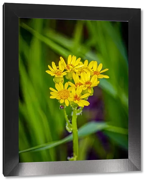 USA, Colorado, Young Gulch. Close-up of arrowleaf senecio flowers