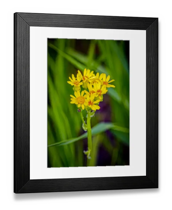 Framed Print : USA, Colorado, Young Gulch. Close-up of arrowleaf senecio flowers