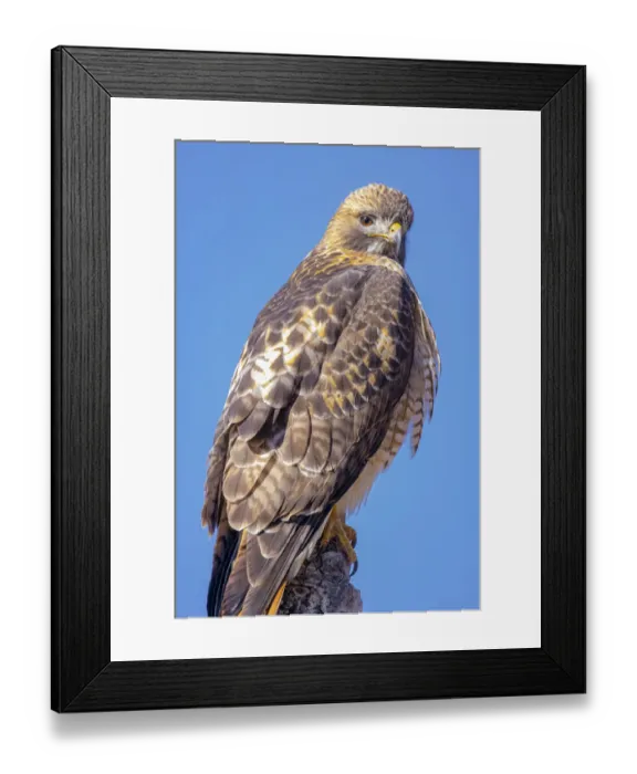 Framed Print : USA, Colorado, Ft. Collins. Adult red-tailed hawk close-up