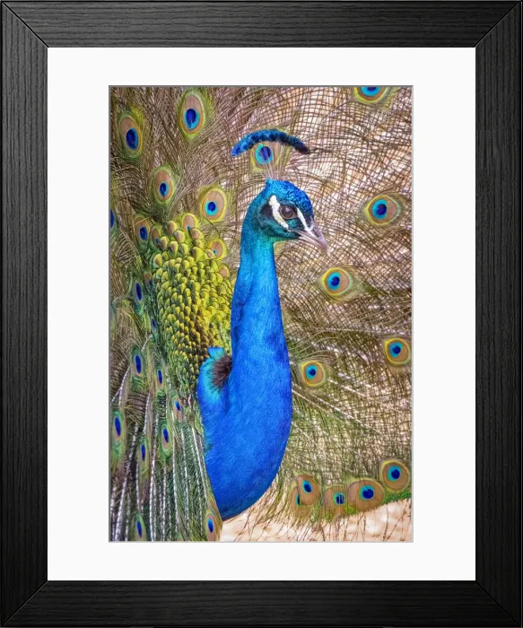 Framed Print : USA, Colorado, Bents Old Fort. Adult male Indian peacock in full display Framed Print : USA, Colorado, Bents Old Fort. Adult male Indian peacock in full display