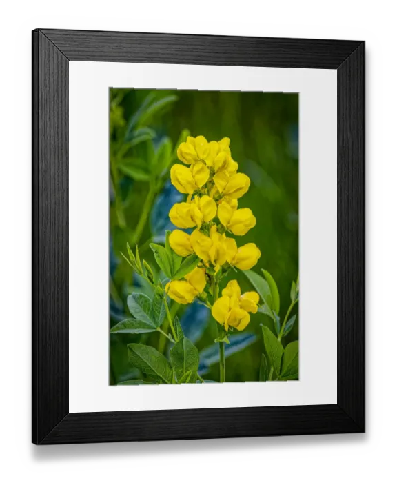 Framed Print : USA, Colorado, Young Gulch. Close-up of yellow banner flowers Framed Print : USA, Colorado, Young Gulch. Close-up of yellow banner flowers