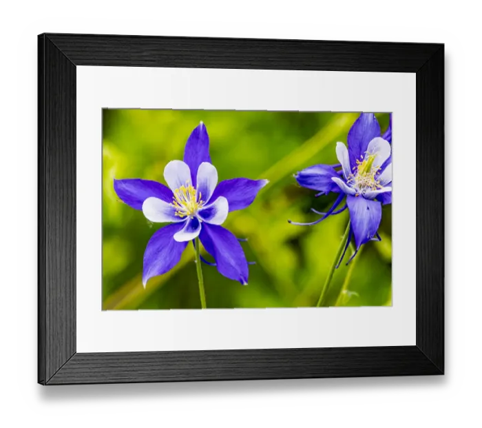 Framed Print : USA, Colorado, Young Gulch. Close-up of Colorado blue columbine flowers Framed Print : USA, Colorado, Young Gulch. Close-up of Colorado blue columbine flowers