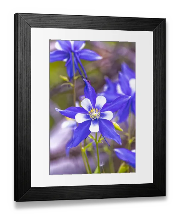 Framed Print : USA, Colorado, Young Gulch. Close-up of Colorado blue columbine flowers