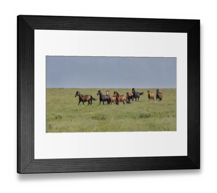 Framed Print : Wild horses running in the Flint Hills Framed Print : Wild horses running in the Flint Hills