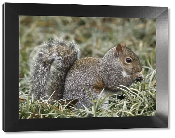 Eastern gray squirrel, Kentucky