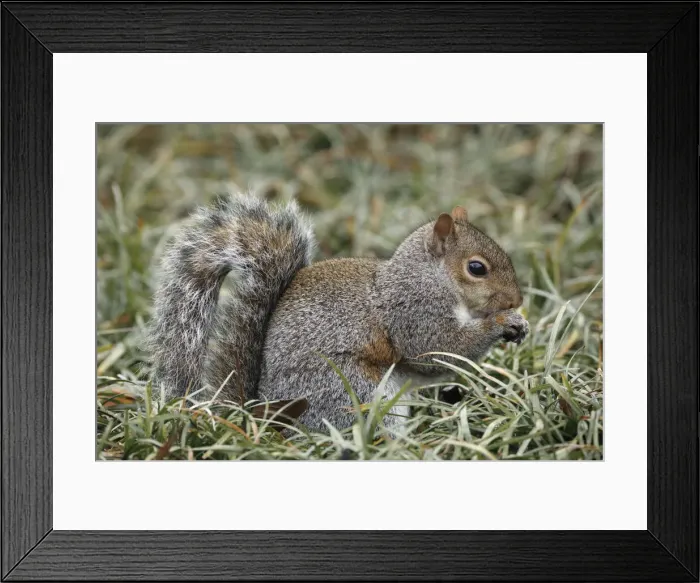 Framed Print : Eastern gray squirrel, Kentucky