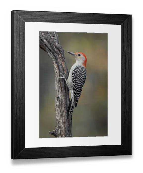 Framed Print : Male Red-bellied woodpecker in autumn, Kentucky Framed Print : Male Red-bellied woodpecker in autumn, Kentucky