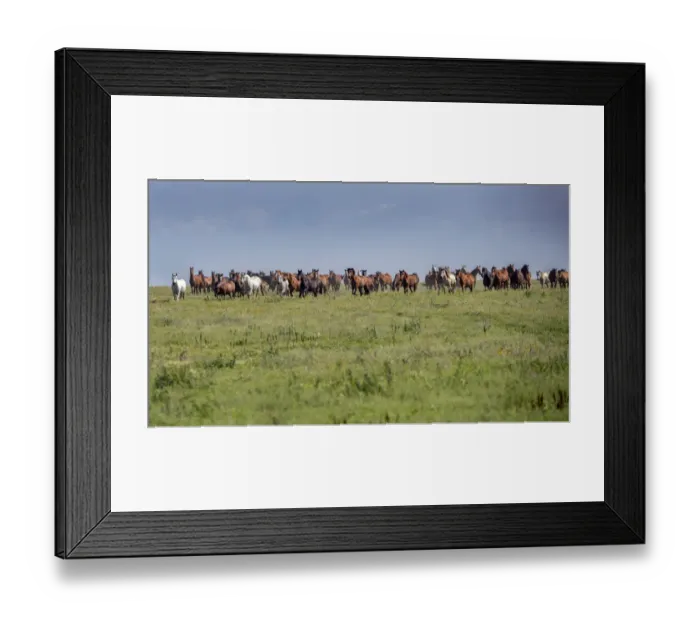 Framed Print : Wild horses running in the Flint Hills of Kansas Framed Print : Wild horses running in the Flint Hills of Kansas