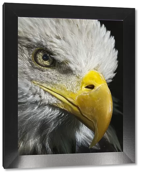 Close-up portrait of Bald eagle, Kentucky
