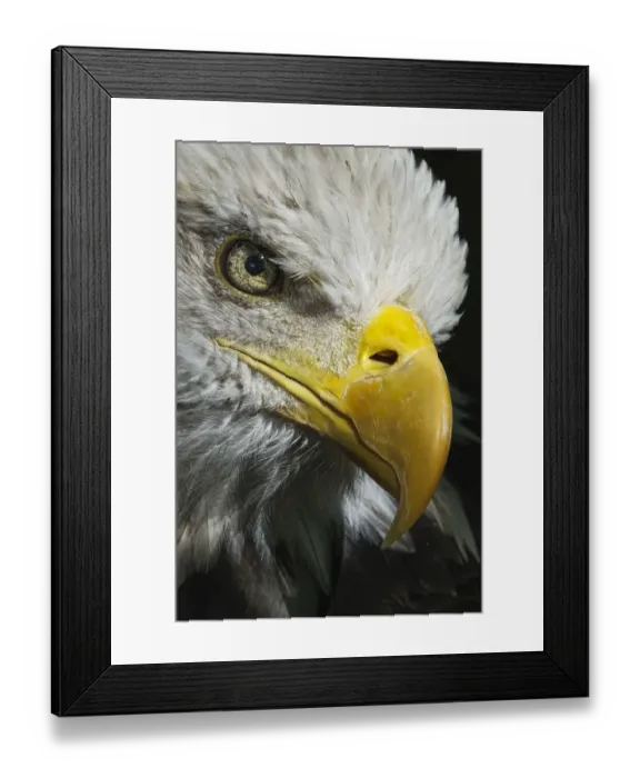 Framed Print : Close-up portrait of Bald eagle, Kentucky
