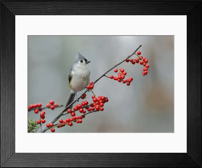 Framed Print : Tufted titmouse and red berries, Kentucky