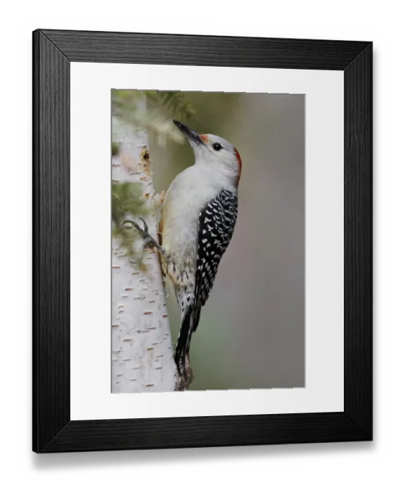 Framed Print : Female Red-bellied woodpecker, Melanerpes carolinus and red berries, Kentucky Framed Print : Female Red-bellied woodpecker, Melanerpes carolinus and red berries, Kentucky