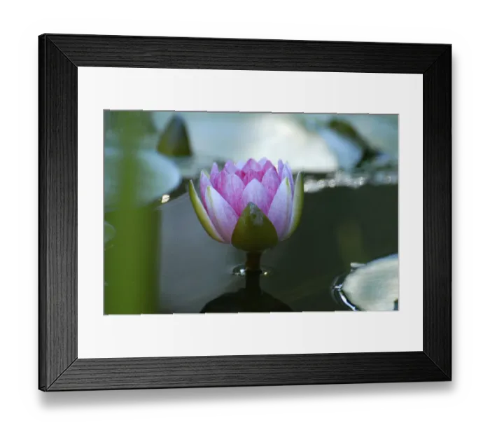 Framed Print : Water lily Framed Print : Water lily