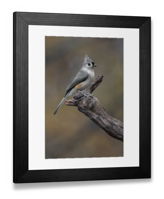 Framed Print : Tufted titmouse, Kentucky