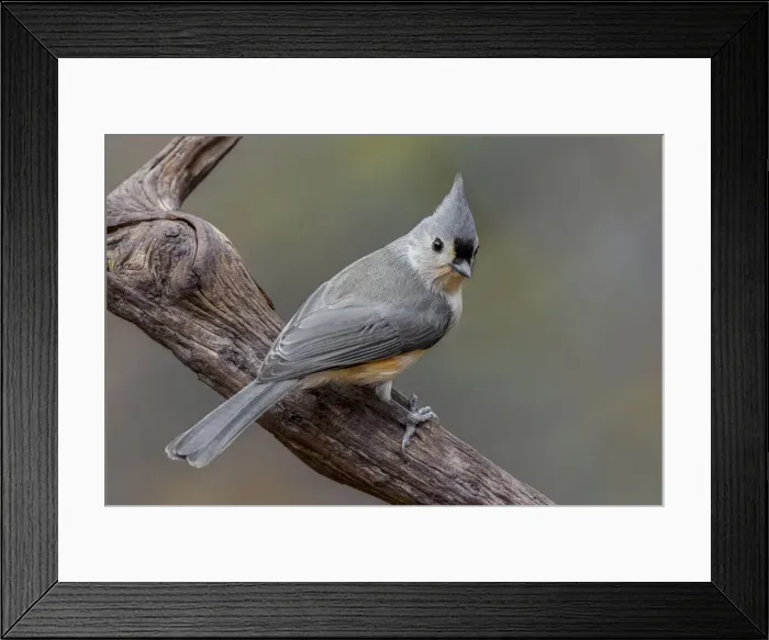 Framed Print : Tufted titmouse, Kentucky Framed Print : Tufted titmouse, Kentucky