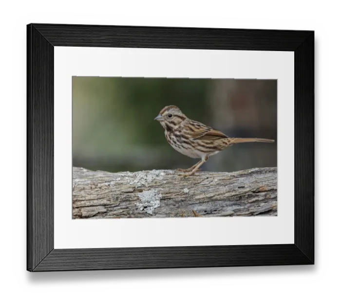 Framed Print : Song sparrow, Kentucky Framed Print : Song sparrow, Kentucky