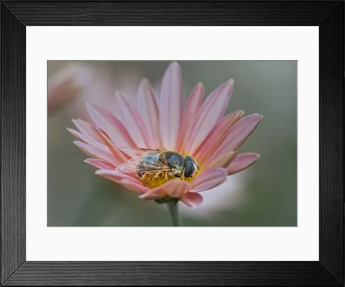 Framed Print : Fly mimicking a bee, Kentucky