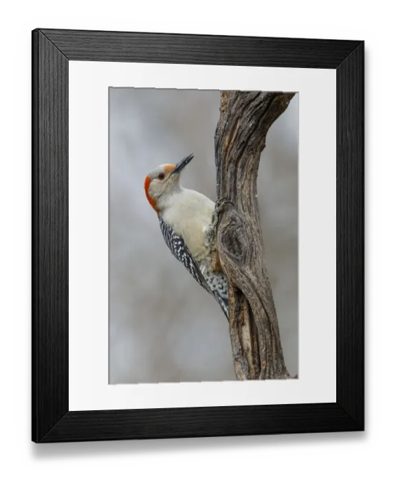 Framed Print : Female Red-bellied woodpecker and red berries, Kentucky Framed Print : Female Red-bellied woodpecker and red berries, Kentucky