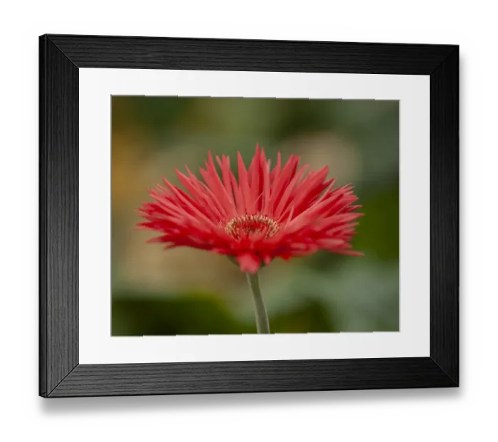 Framed Print : Barberton Daisy Framed Print : Barberton Daisy