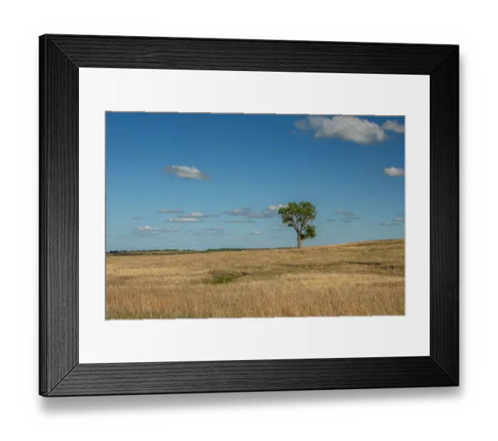 Framed Print : Tree in the Flint Hills of Kansas Framed Print : Tree in the Flint Hills of Kansas