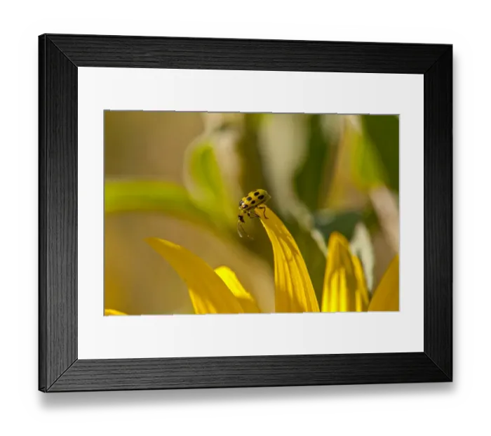 Framed Print : Cucumber Beetle on sunflower Framed Print : Cucumber Beetle on sunflower