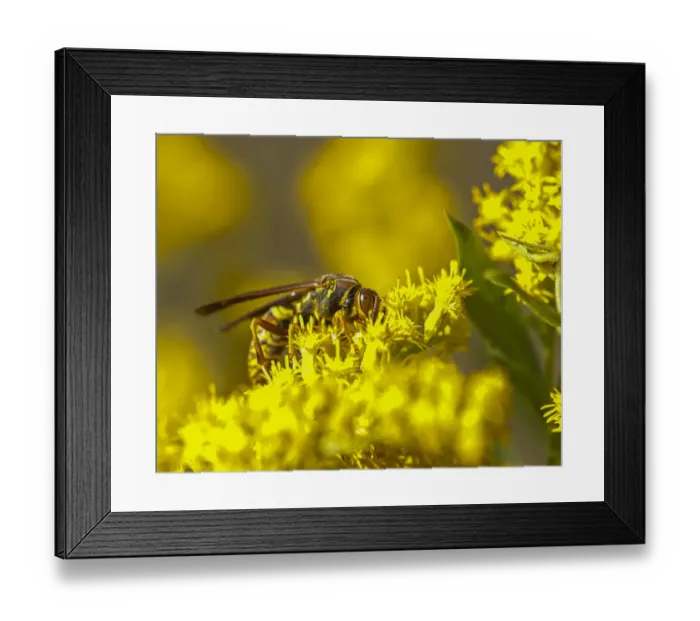 Framed Print : Wasp on a flower Framed Print : Wasp on a flower