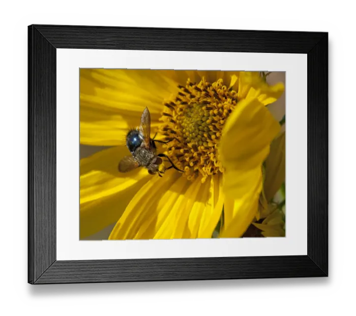 Framed Print : Fly inside sunflower Framed Print : Fly inside sunflower