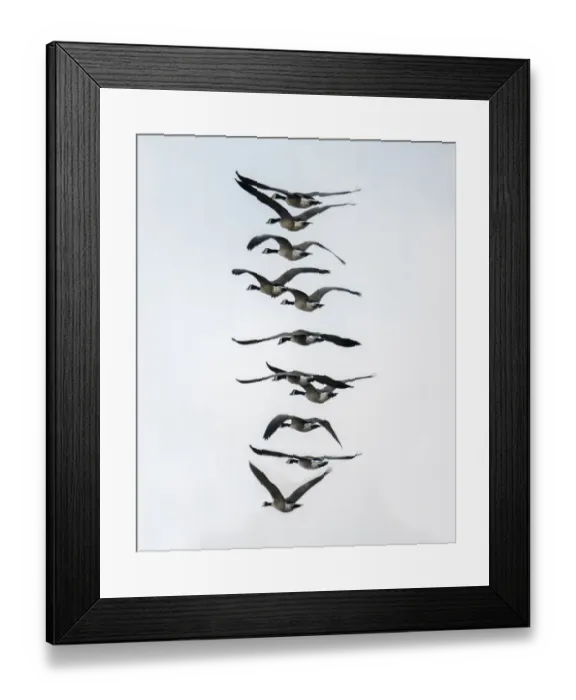 Framed Print : Geese flying in formation