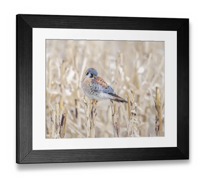 Framed Print : Kestrel perched on a corn stock Framed Print : Kestrel perched on a corn stock