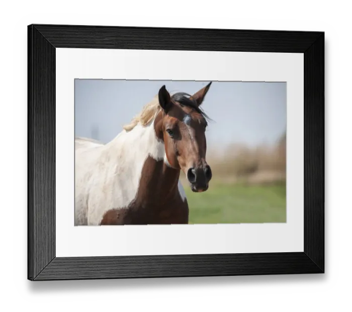 Framed Print : Curious horse comes to the car Framed Print : Curious horse comes to the car