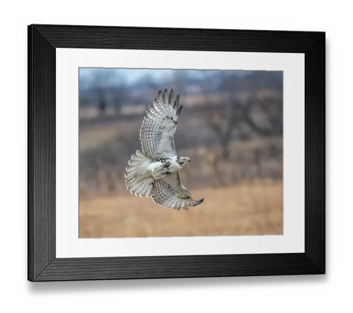Framed Print : Hawk in flight