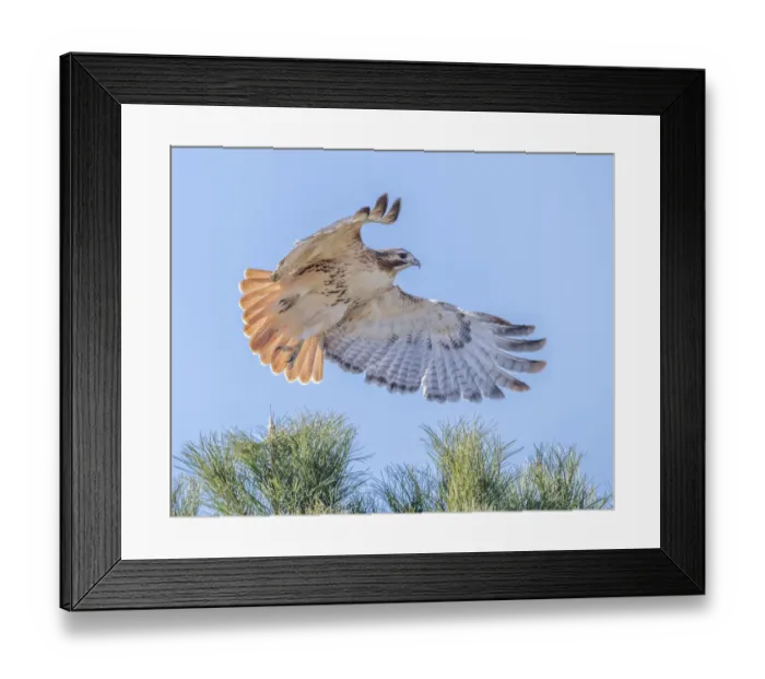 Framed Print : Red-tailed hawk clipping the trees