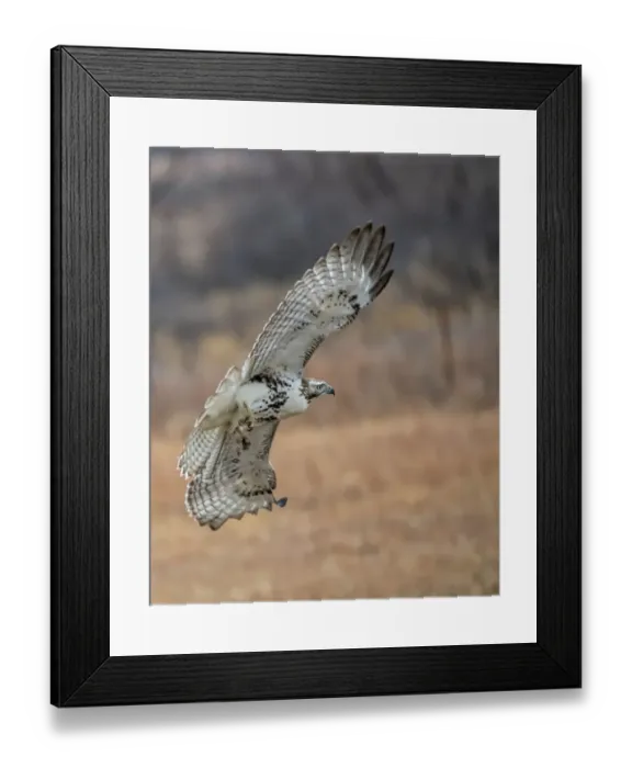 Framed Print : Hawk in flight Framed Print : Hawk in flight