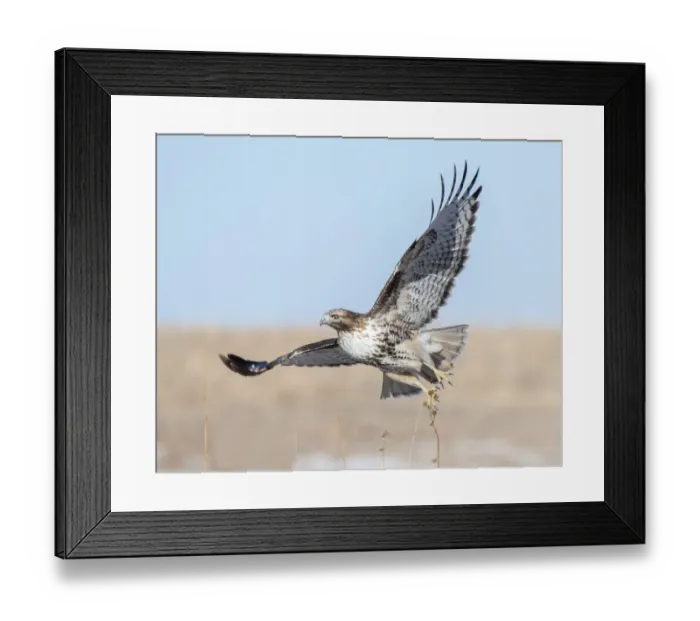 Framed Print : Hawk flying low, looking for a meal Framed Print : Hawk flying low, looking for a meal