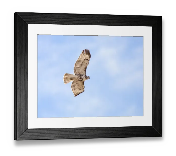 Framed Print : Hawk in flight Framed Print : Hawk in flight