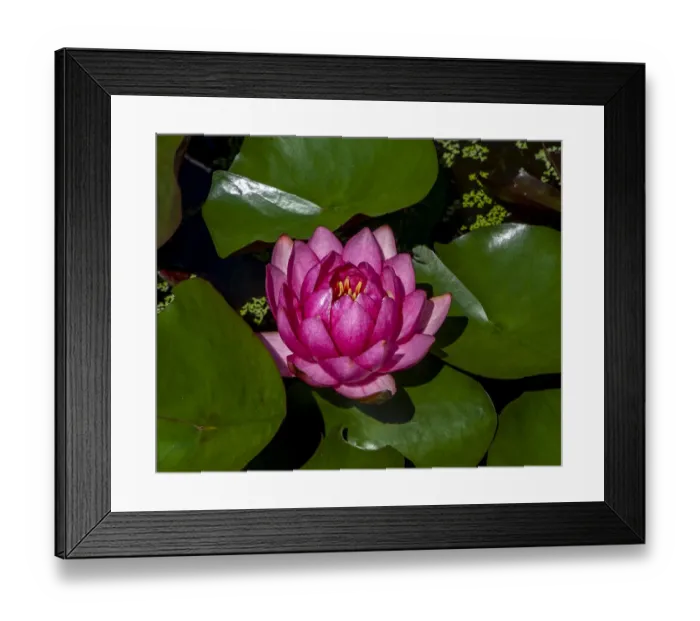 Framed Print : White water rose in botanical gardens