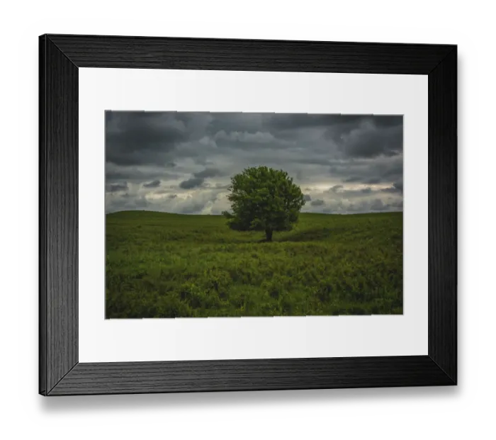 Framed Print : Single tree in the lush brush in the Flint Hills of Kansas Framed Print : Single tree in the lush brush in the Flint Hills of Kansas