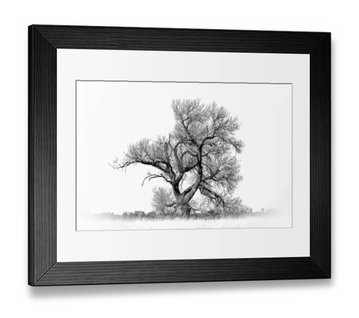 Framed Print : Large cottonwood tree at Quivira National Game Refuge Framed Print : Large cottonwood tree at Quivira National Game Refuge