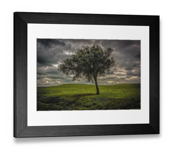 Framed Print : Single tree in the luscious green Flint Hills of Kansas Framed Print : Single tree in the luscious green Flint Hills of Kansas