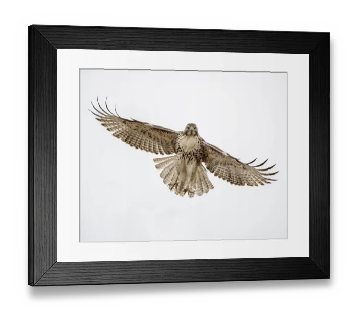 Framed Print : Red-tailed hawk doing a fly by
