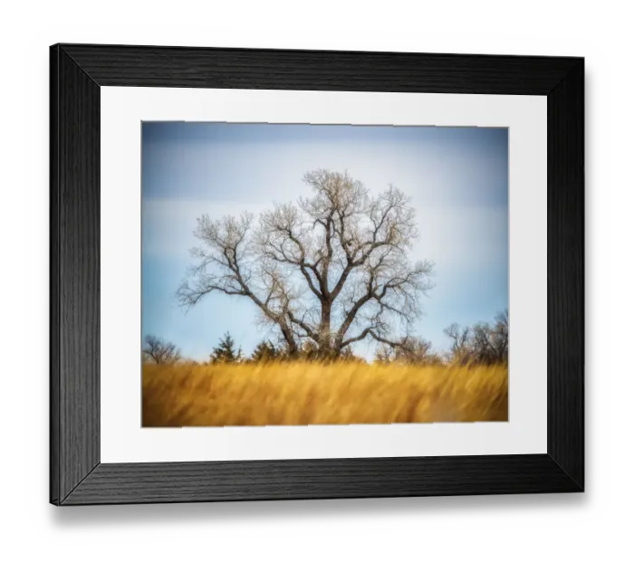 Framed Print : Large Cottonwood tree at Quivira National Game Refuge Framed Print : Large Cottonwood tree at Quivira National Game Refuge