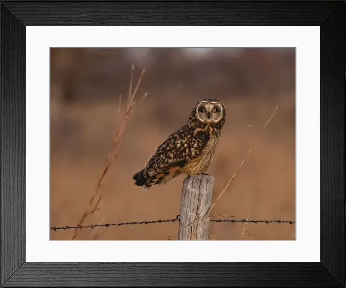 Framed Print : Short eared owl resting on fence post Framed Print : Short eared owl resting on fence post