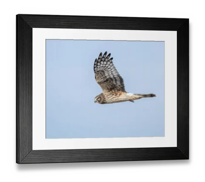 Framed Print : Harrier hawk looking for a meal Framed Print : Harrier hawk looking for a meal