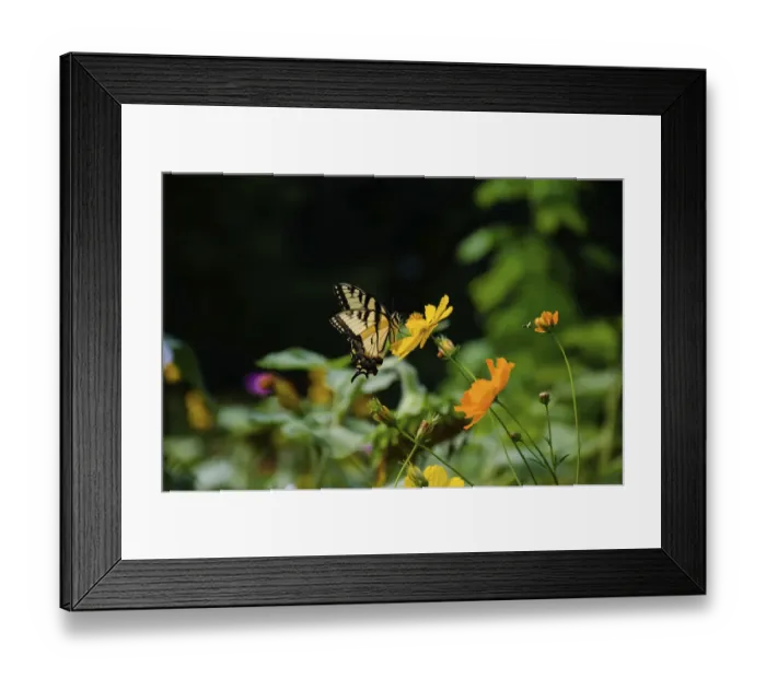 Framed Print : Wildflower butterfly garden, Whitewater Memorial State Park, Indiana, USA Framed Print : Wildflower butterfly garden, Whitewater Memorial State Park, Indiana, USA